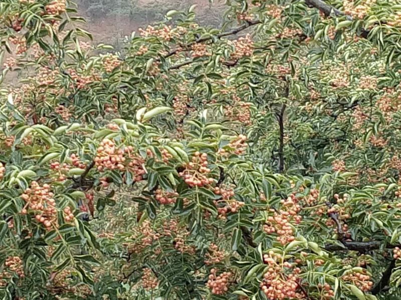 花椒苗1~2年