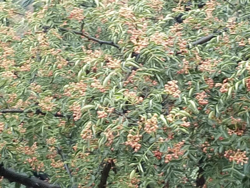 花椒苗1~2年