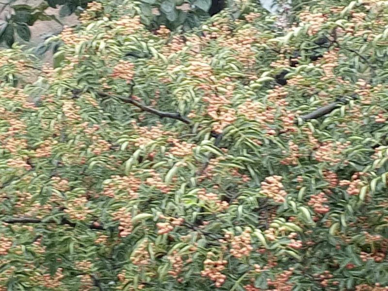 花椒苗1~2年