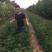 花椒苗1~2年