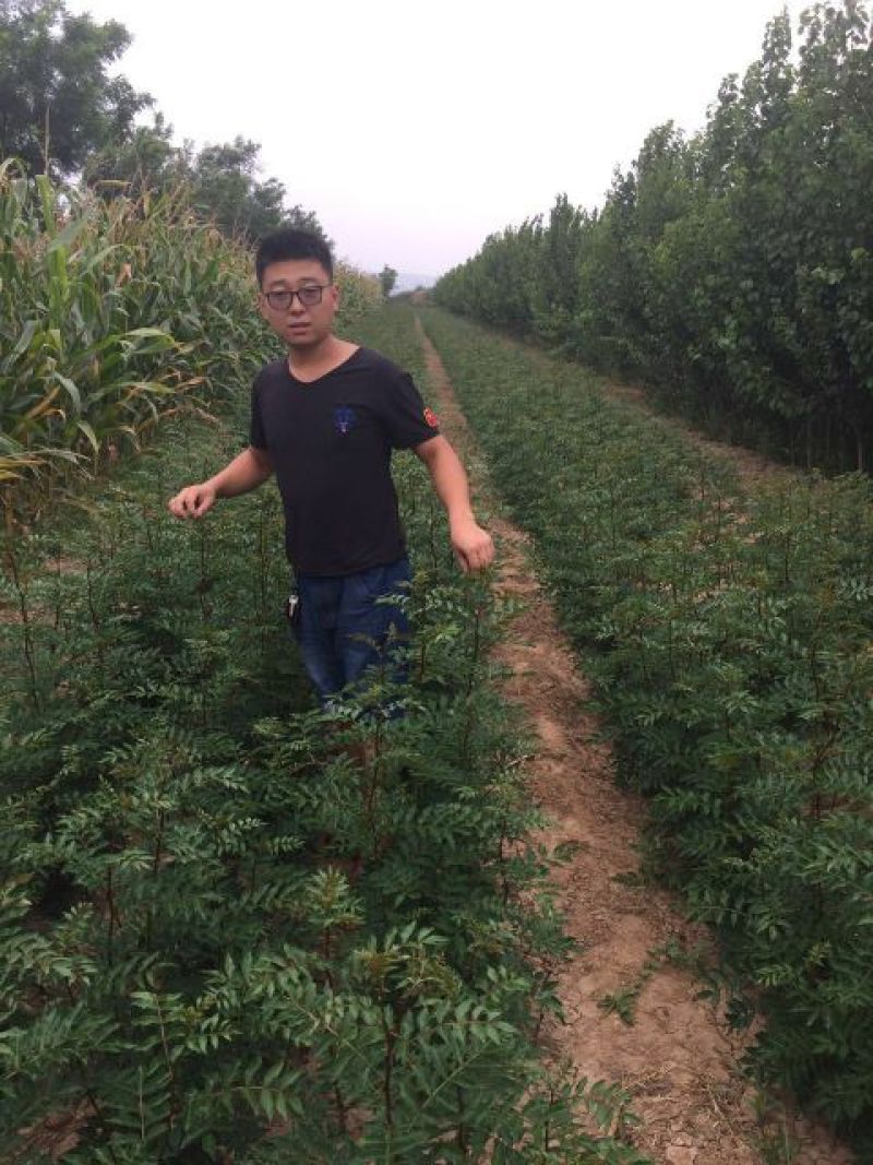 花椒苗1~2年