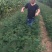花椒苗1~2年