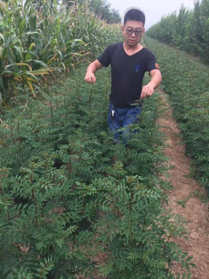 花椒苗1~2年
