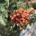 花椒苗1~2年