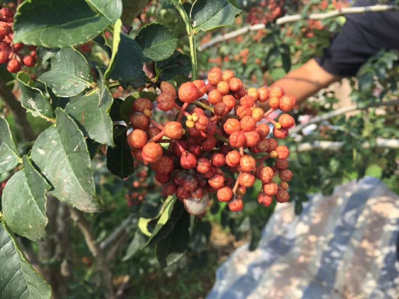 花椒苗1~2年