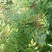 花椒苗1~2年