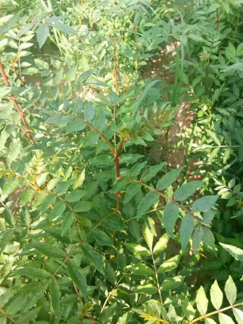 花椒苗1~2年