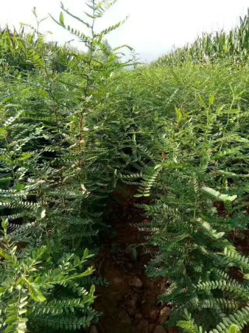 皂角树苗30~50cm