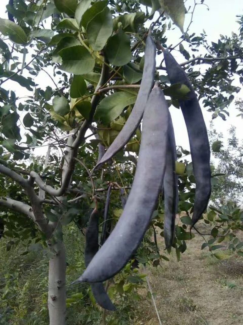 皂角树苗30~50cm