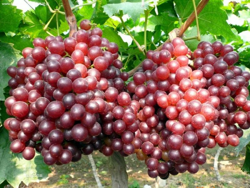 红宝石葡萄苗50~80cm1年保证纯度保证质量假一赔
