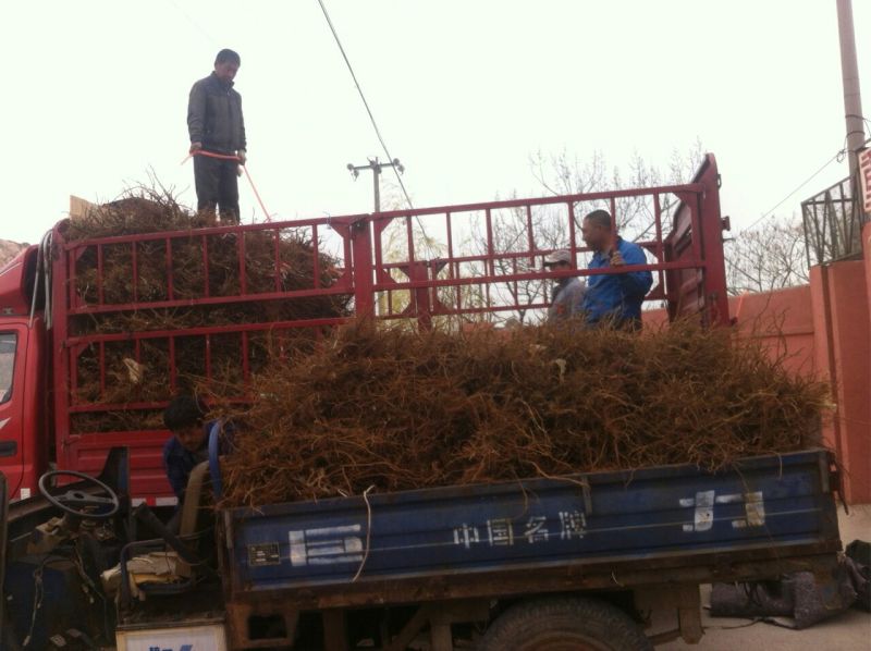 红宝石葡萄苗50~80cm1年保证纯度保证质量假一赔