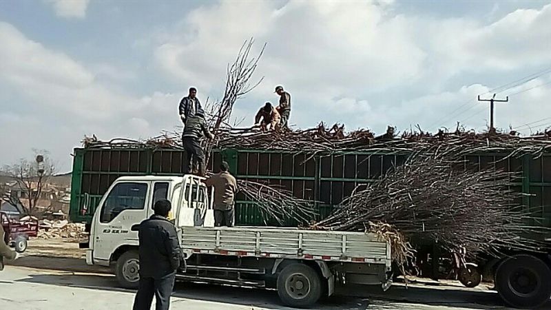 户太八号葡萄苗50~80cm1年基地直供保证纯度保证