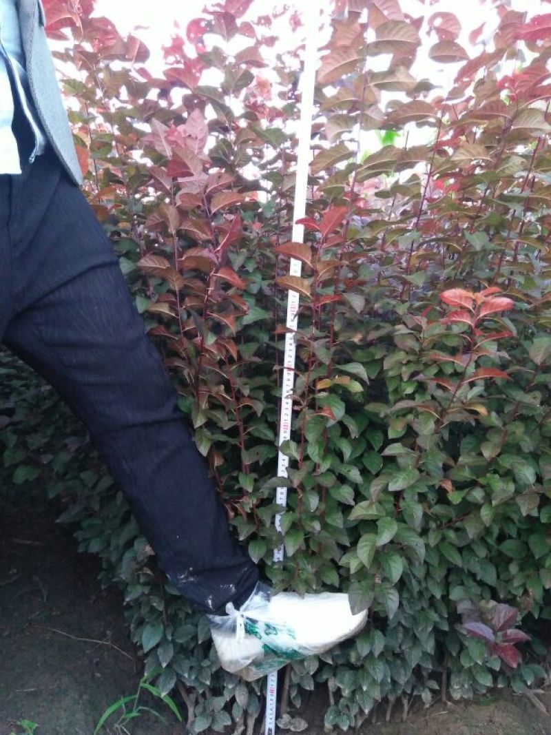 紫叶矮樱2cm以下80~100cm