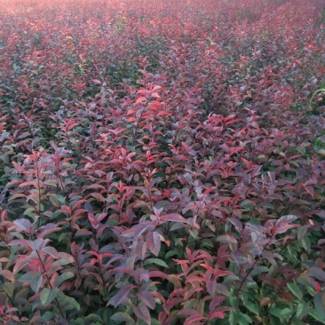 紫叶矮樱2cm以下80~100cm