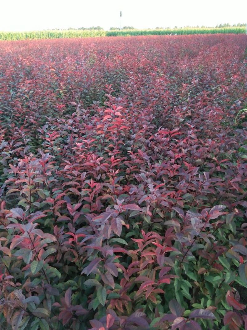 紫叶矮樱2cm以下80~100cm