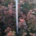 紫叶矮樱2cm以下80~100cm