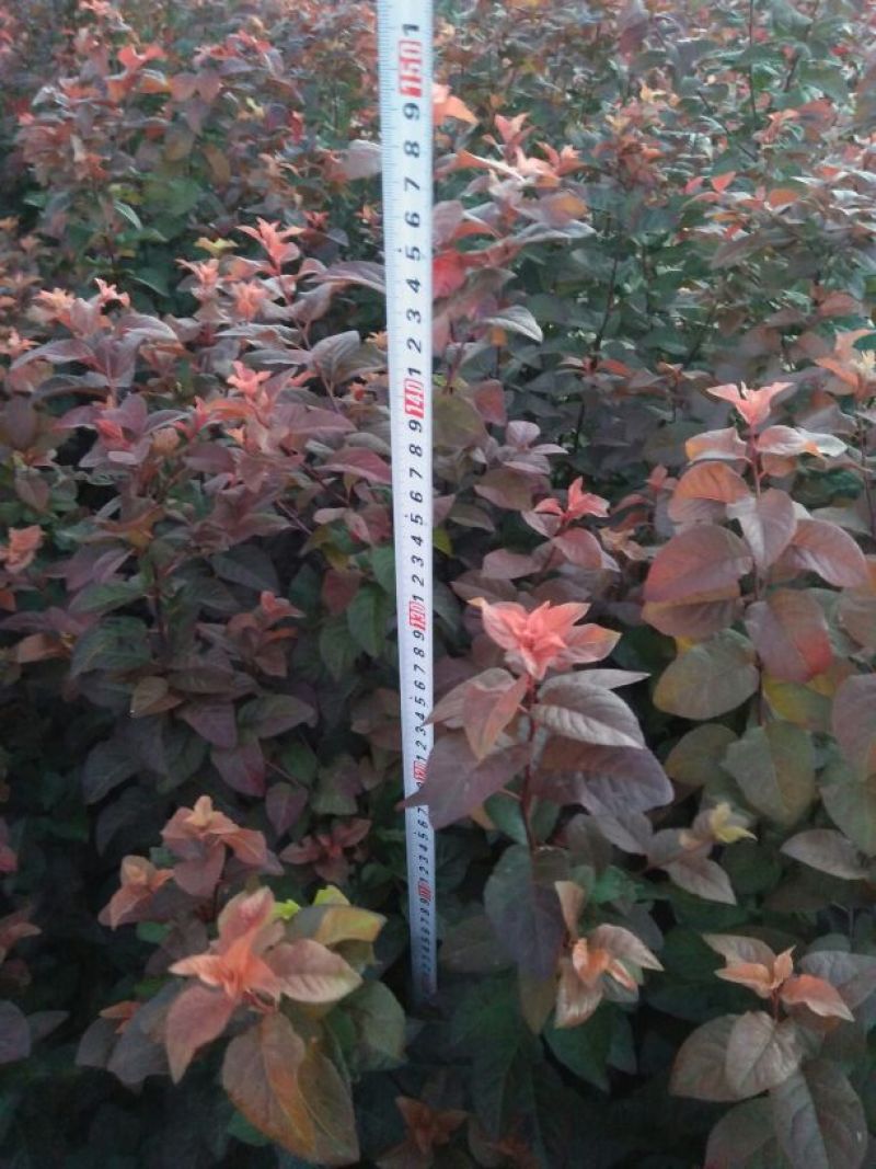 紫叶矮樱2cm以下80~100cm