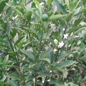 脆皮金桔苗50~80cm