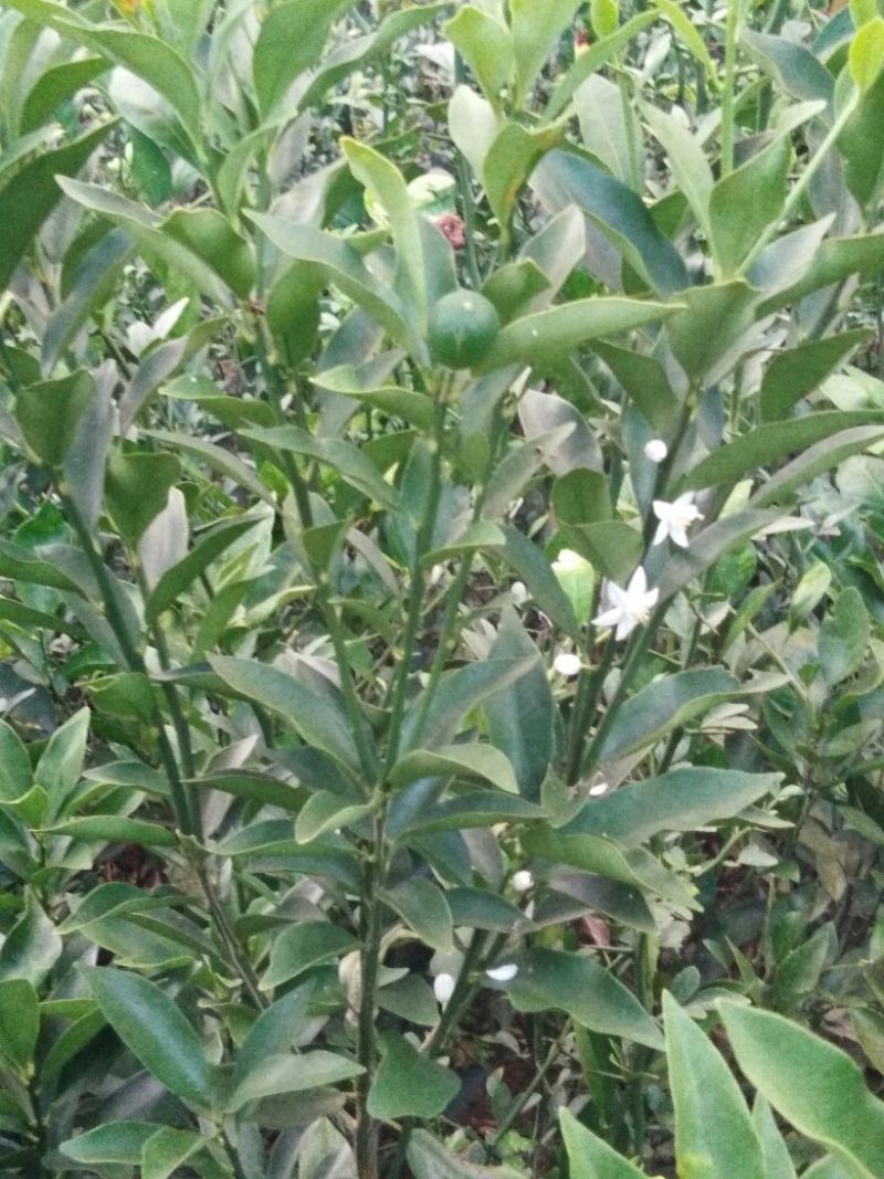 脆皮金桔苗50~80cm