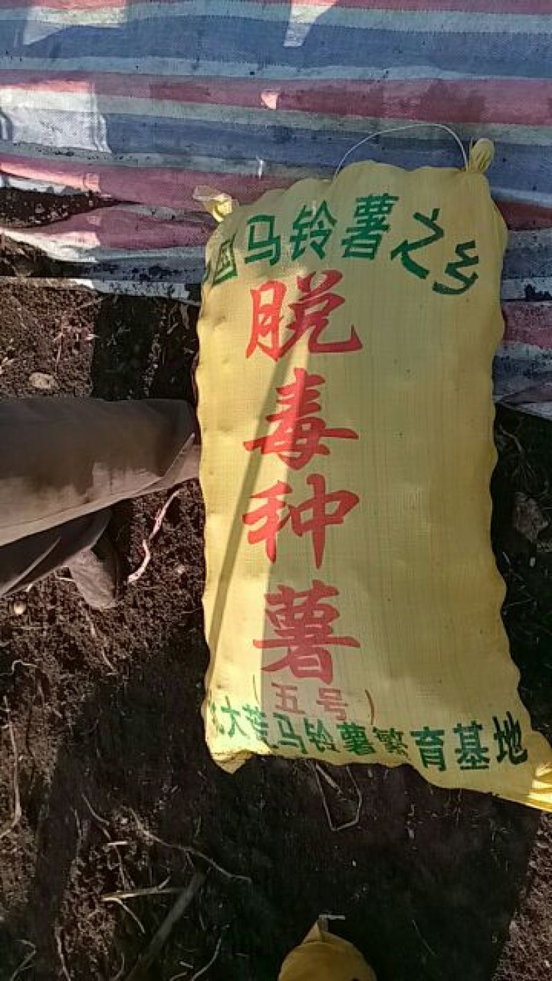 中薯5号土豆2两以上通货
