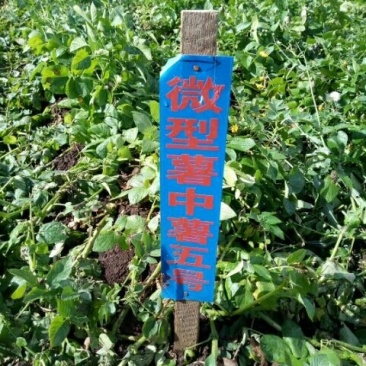 中薯5号土豆2两以上通货