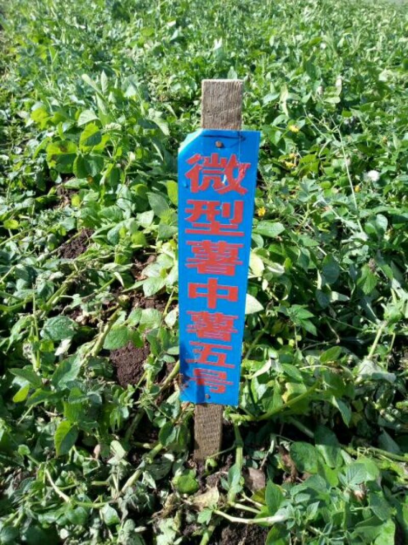 中薯5号土豆2两以上通货