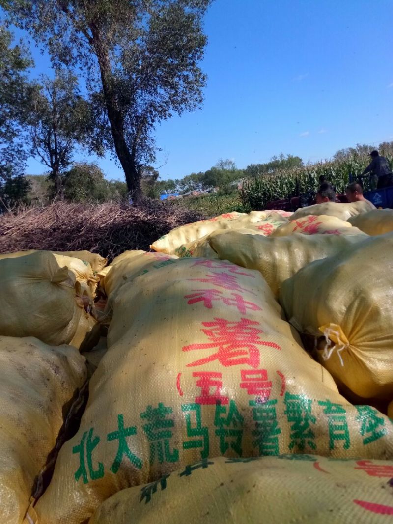 中薯5号土豆2两以上通货