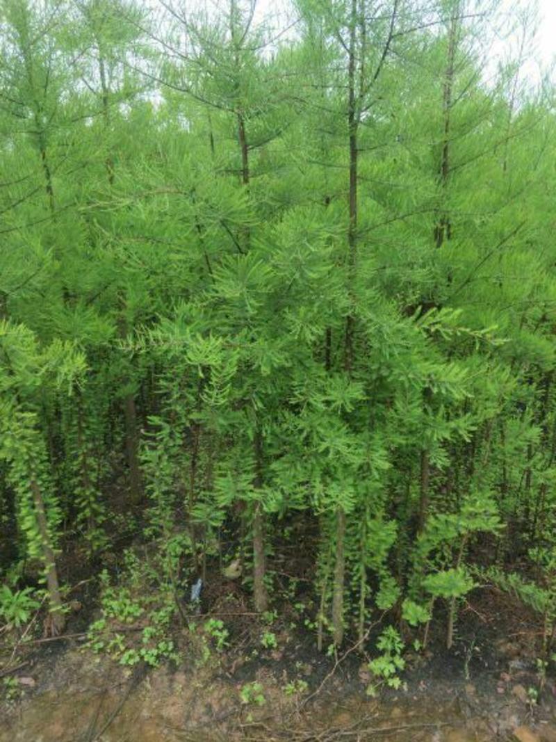 池杉苗10cm以下，规格齐全，树型优美，成活率高