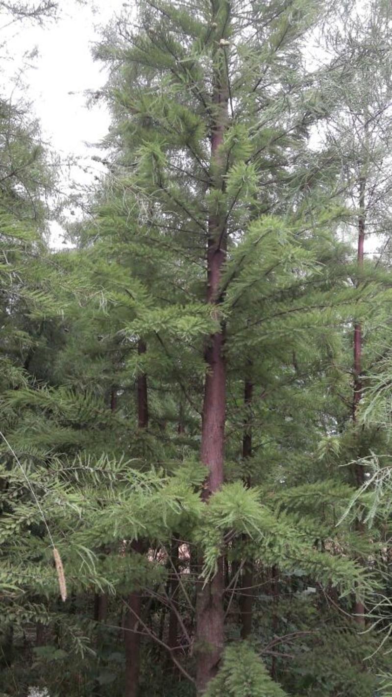 池杉苗10cm以下，规格齐全，树型优美，成活率高
