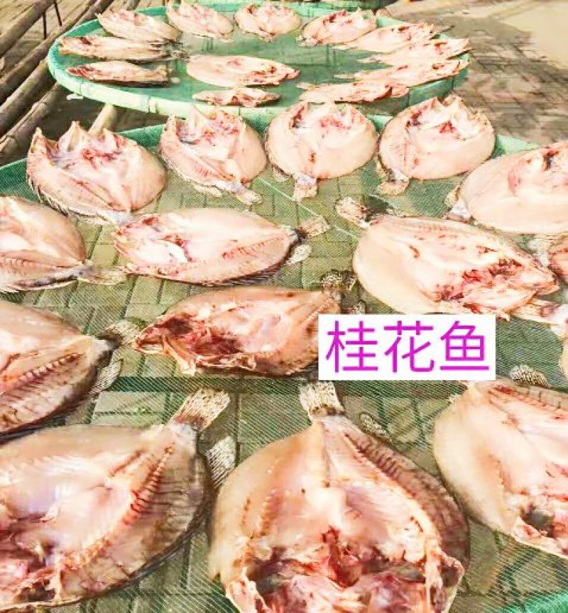 鳜鱼40~50cm食用活鱼