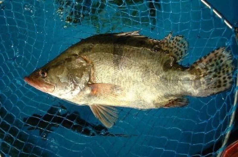 鳜鱼40~50cm食用活鱼