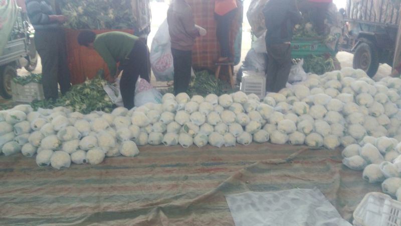 【精选】精品菜花产地直供代办电商供应量大优惠全国发货