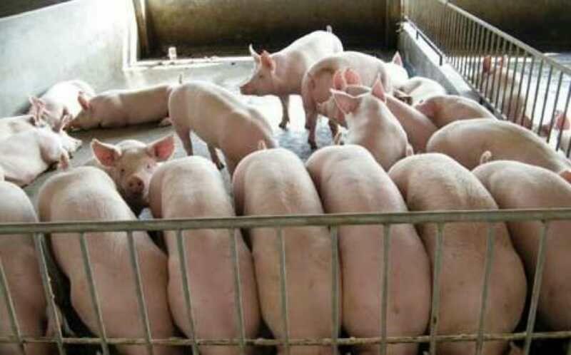仔猪三元，长白仔猪品种全猪场直销送猪到家全国发货