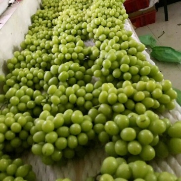 阳光玫瑰葡萄苗一年苗30~50cm纯度有保证假一赔十