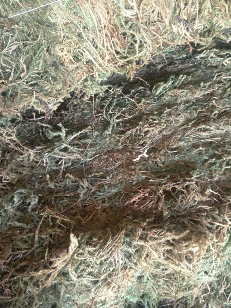 伸筋草
