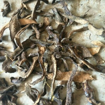 骨碎补