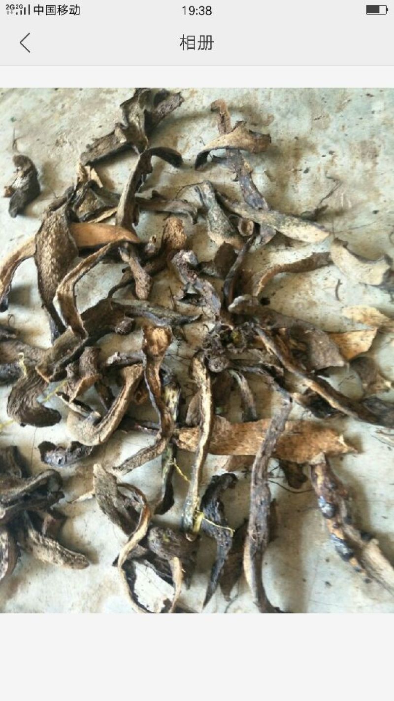 骨碎补