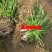 黄花菜种苗高产4月花