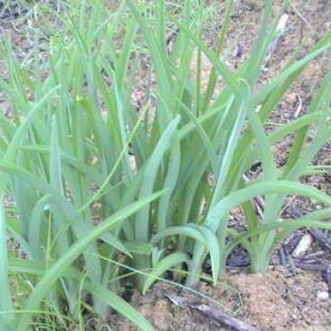 黄花菜种苗高产4月花