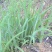 黄花菜种苗高产4月花