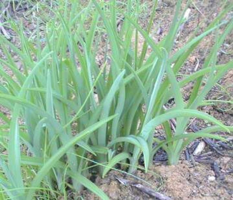 黄花菜种苗高产4月花