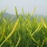 黄花菜种苗高产4月花