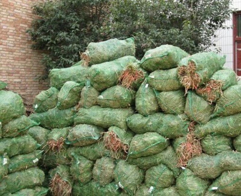 黄花菜种苗高产4月花