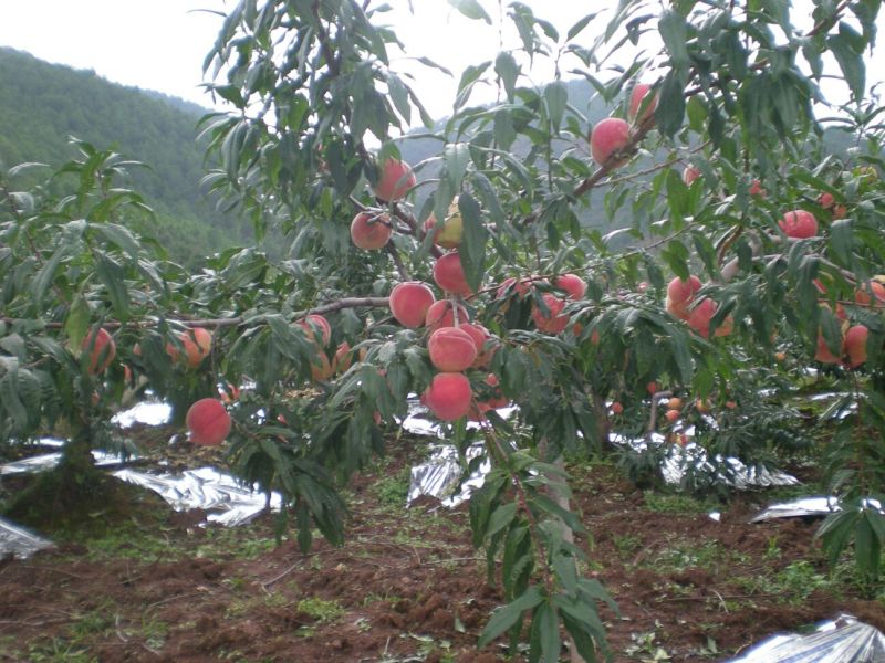 雪桃100mm，丽江雪山下雪桃可以提前预订