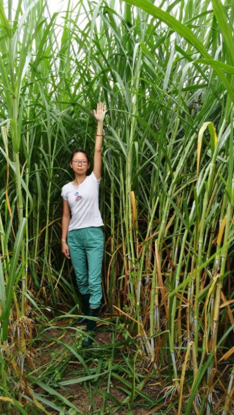 甜象草高产牧草牙节种子，南方可多年生长，适用于牛羊猪养殖