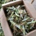 甜象草高产牧草牙节种子，南方可多年生长，适用于牛羊猪养殖