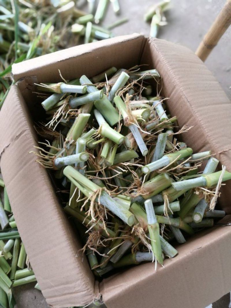 甜象草高产牧草牙节种子，南方可多年生长，适用于牛羊猪养殖