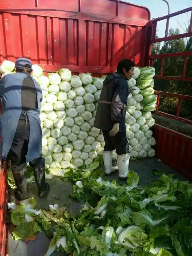 【荐】青岛莱西市精品大白菜，黄心白菜现割现发，可按需包装