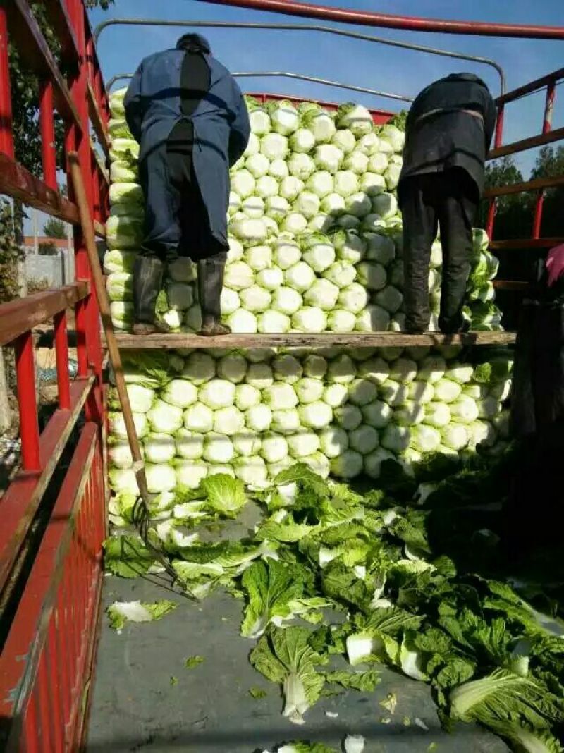 【荐】青岛莱西市精品大白菜，黄心白菜现割现发，可按需包装