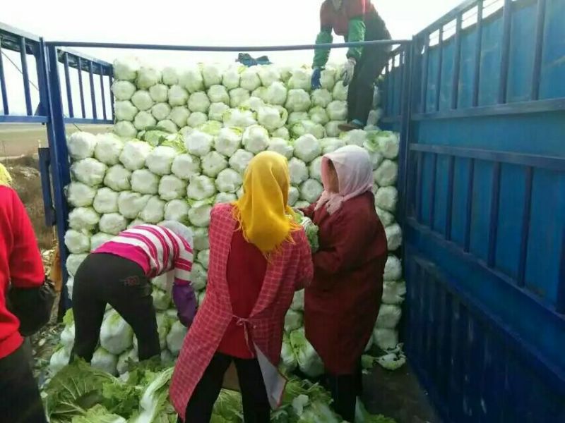 【荐】青岛莱西市精品大白菜，黄心白菜现割现发，可按需包装